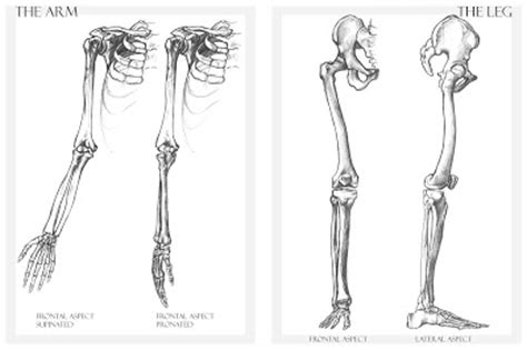 There are two types of cartilaginous joints: Alessandro Piedimonte's Blog: Bone drawings