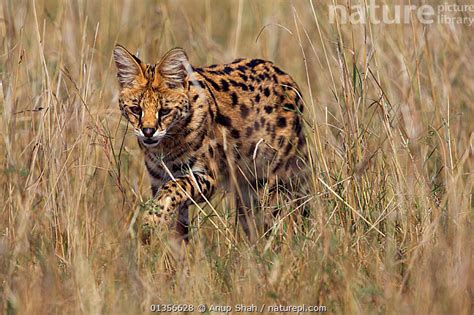 Stock Photo Of Female Serval Felis Leptailurus Serval Prowling