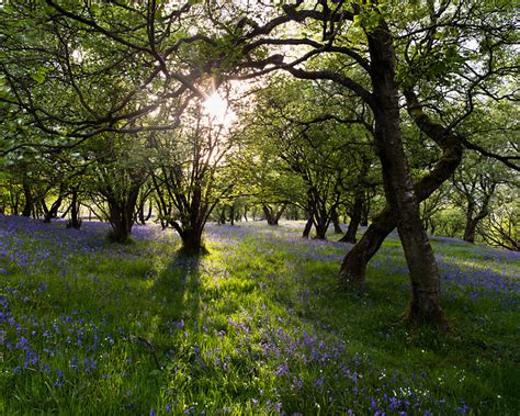 Andy Latham Landscape Photography Spring Woodland
