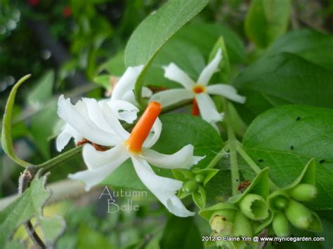 They are hybrids which have been developed for. My Tropical Plants Finder: Nyctanthes arbor-tristis - The ...
