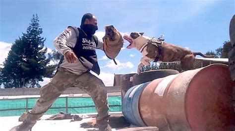 Moda Narco Criar Perros Asesinos Para Resistir Un Allanamiento Policial