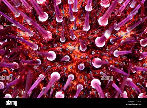Close Up Of Sea Urchin In The Mediterranean Sea Stock Photo Alamy