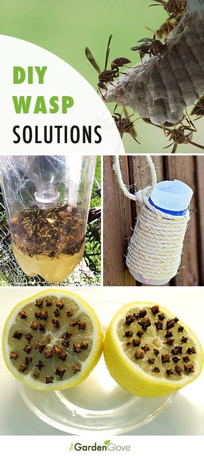 Diy Wasp Trap Diy Ideas
