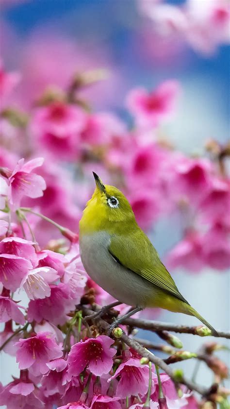 Beautiful Bird Spring Mobile Wallpaper 1080x1920 Wallpaper