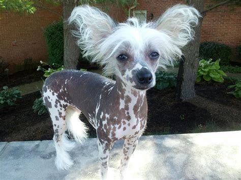 Adorable Do You Agree 💯 Chinese Crested Dog Chinese Crested