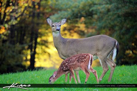 Mother Deer And Baby Fawn At Blue Ridge Parkway Hdr Photography By