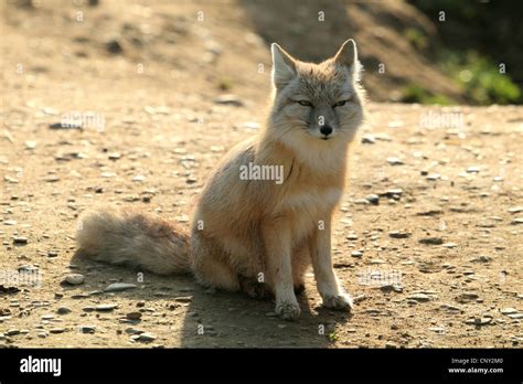 Corsac Fox Vulpes Corsac Sitting On The Ground Stock Photo Alamy