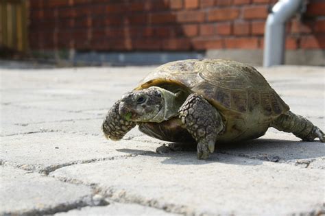 Comment Faire Si La Carapace De Votre Tortue Terrestre Est Molle Hot