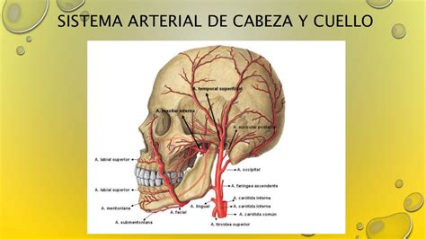 Arterias Venas Y Nervios De Cabeza Y Cuello