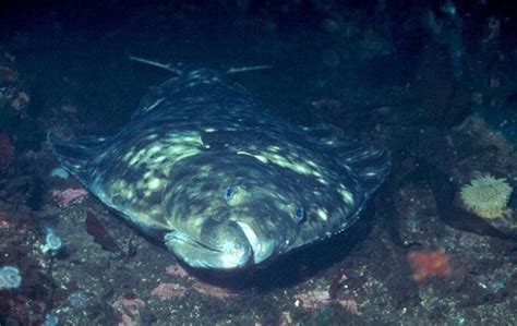 Til Halibut Are Born With One Eye And Nostril On Each Side Of Its Head But The Left Eye And