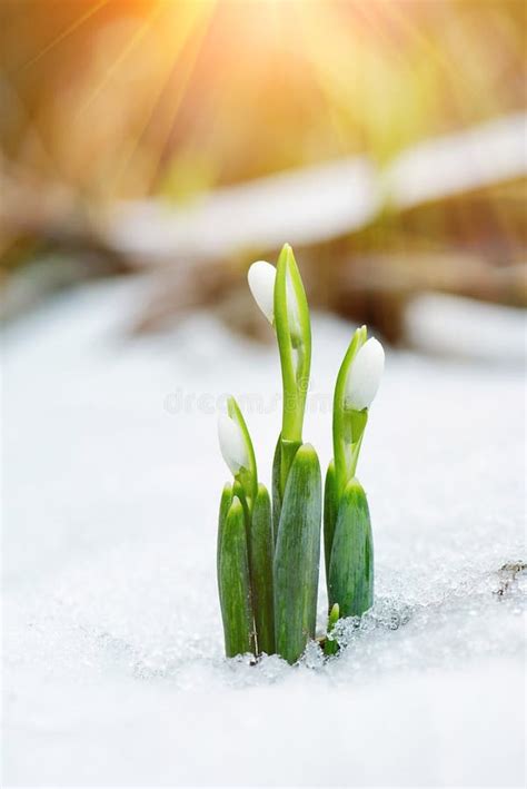 Spring Snowdrop Flowers Coming Out From Snow With Sun Rays Stock Photo