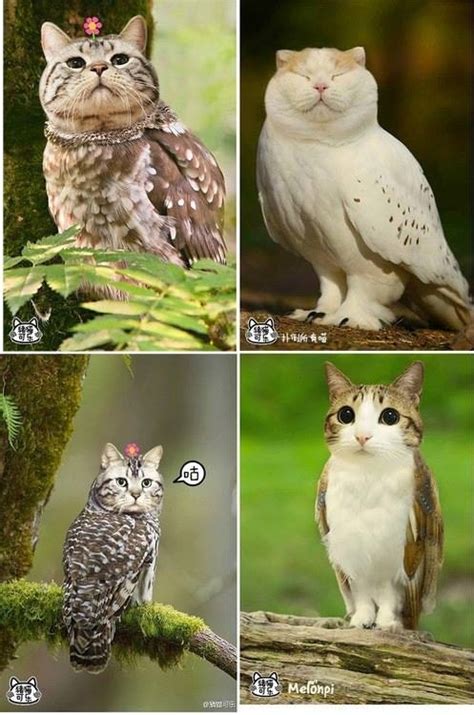Owls With Cat Heads Are Totally Creepy Cute