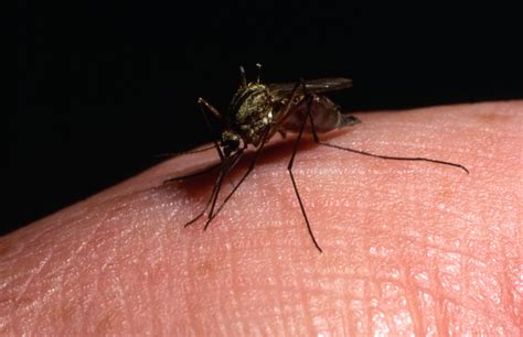 This year we will be celebrating our 57th anniversary of serving the big island. Mosquito Season Update: August 2017 - Vulcan Termite ...
