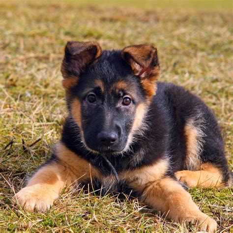1 German Shepherd Puppies For Sale By Uptown Puppies