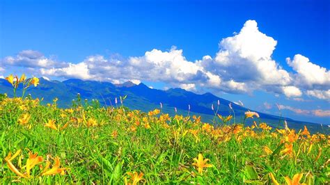 4k映像 絶景 夏の霧ヶ峰高原 ニッコウキスゲと八ヶ岳 ビーナスライン 日本の美しい四季 長野県諏訪市 7月中旬 自然風景 Youtube