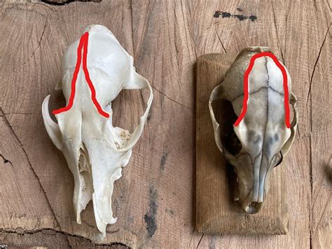 What Lies Beneath Skull Identification Part Ii