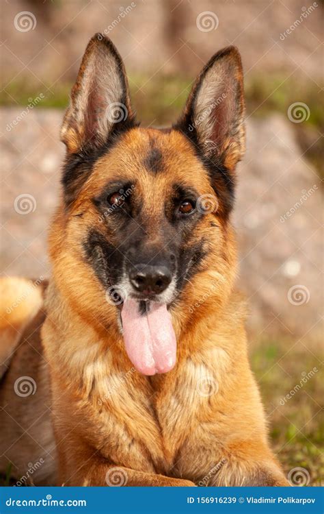 Beautiful German Shepherd Outdoors In Summer Stock Image Image Of