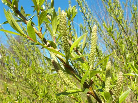 Salix alba (white willow) is a species of willow native to europe and western and central asia. Bestand:Salix alba 002.jpg - Wikipedia