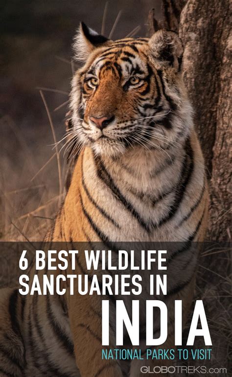6 Best Wildlife Sanctuaries In India Top National Parks To Visit
