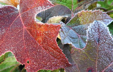 Plants in cramped conditions will dry out much more quickly than those in the ground, with room for their roots. Freeze versus frost: A primer on how cold affects plants ...