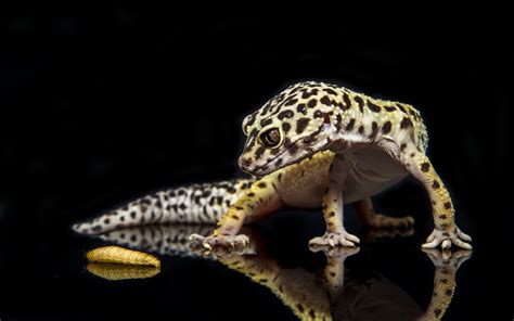 Leopard Gecko Wallpapers Top Free Leopard Gecko Backgrounds