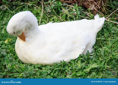 Sleepy Duck Stock Image Image Of Quack Duck Avian 61410079