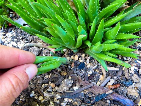 In fact, they may have multiple types of roots that, in conjunction with the body of the cactus, enable them to survive having grown many different species of cacti, i can tell you that each one has its own unique character, both on the outside and when it comes to their roots. Succufiend