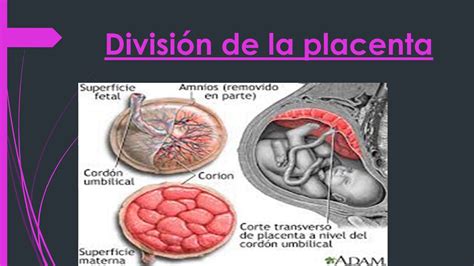 Anatomía Embriología De La Placenta Cordón Y Membranas Youtube
