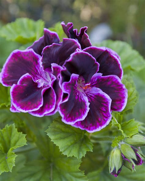 · perky little flowers last all season on upright stems in tons of bright colors including purple, pink, cranberry, bright yellow, pale yellow, orange, and white. 25 Purple Flower Ideas for Your Garden, Pots and Planters