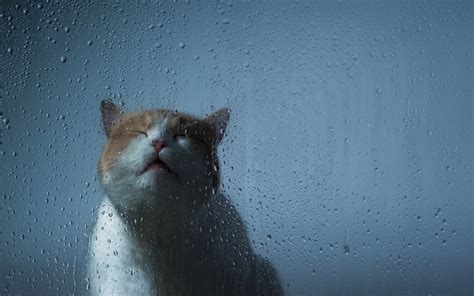 Wallpaper Reflection Snow Blue Glass Nose Whiskers Weather