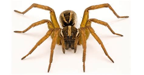 Are Wolf Spiders Poisonous Or Dangerous Imp World