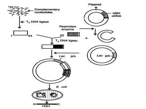 Yeast Morphology And Life Cycle