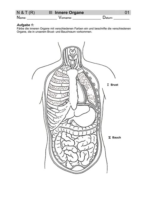 Gemeint sind hier meist die inneren organe wie das herz und die nieren, die sich zum beispiel anhand von arbeitsblätter exemplarisch beschriften lassen. N & T (R) III Innere Organe 01