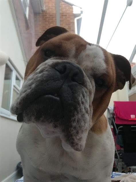 Here are some of the best english bulldog names from the good people of instagram! Pin by Eddie Booth on Our English Bulldog, Clyde ️ ...