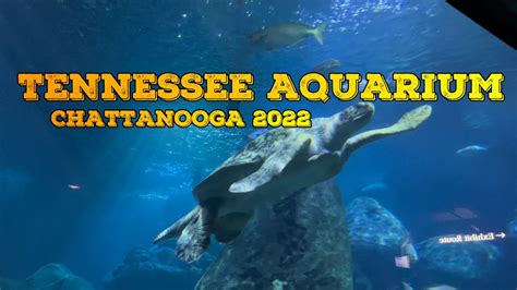 Tennessee Aquarium Chattanooga Tennessee Usa May 3 2022 Youtube