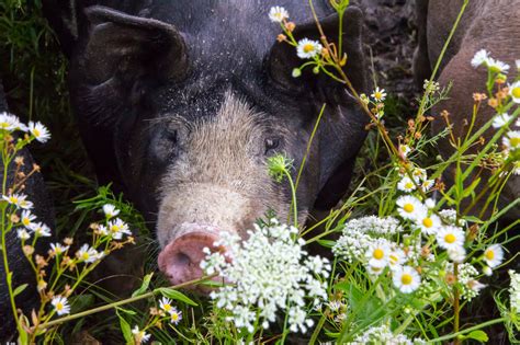 Pasture Raised Pork Black Willow Pond Farm