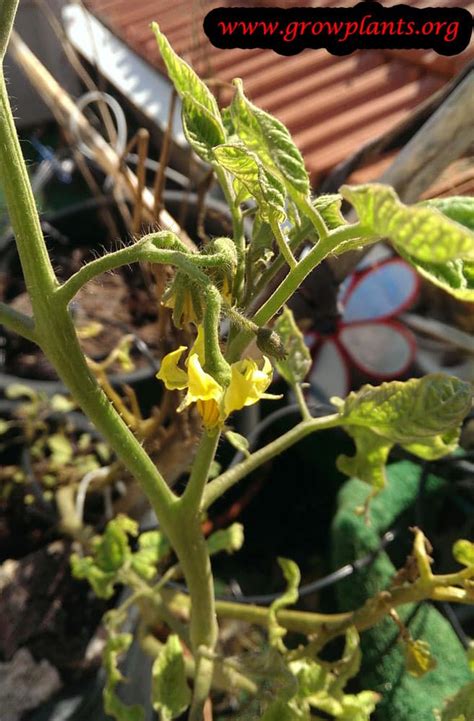 These are super healthy and large tomato plants, that just can't wait to produce and produce, and produce some more! Tomato tree - How to grow & care