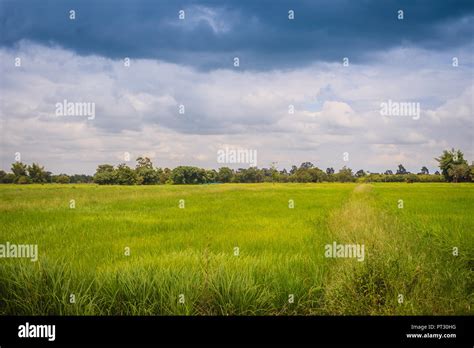 Leaves Of The Green Rice Tree Background In The Organic Rice Fields