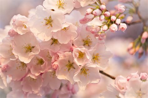 Beauty Bloom Blur Bokeh Branch Cherry Cherry Blossom Flower Flowers