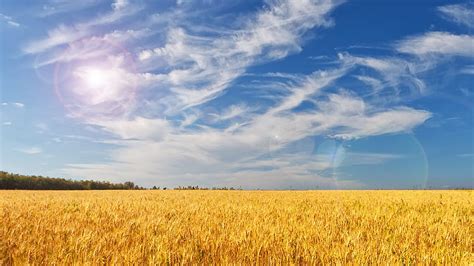 1080p Free Download Bright Morning Field Grass Wheat Sunlight