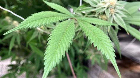 With 4 harvests per year, each marijuana plant will cost around $100. RCMP not investigating Winnipeg cannabis producer that ...