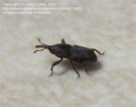 The bugs look like a beetle type, they are small dark brown almost black, with a white or yellow band on their backs. Insect and Spider Identification: CLOSED: Little black bug ...