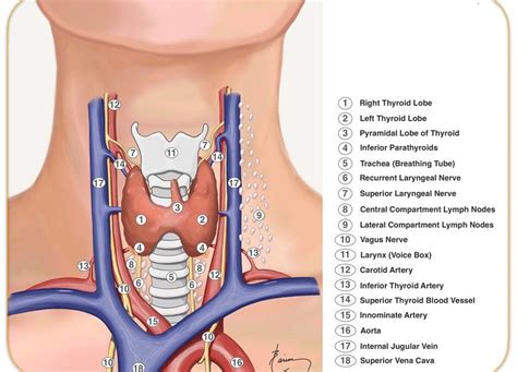 Anatomy Of Throat And Neck Hyperparathyroidism Surgery Dr Babak Larian