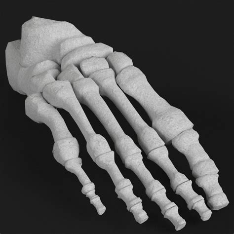 Human Foot Bones 3d Model Turbosquid 1176036