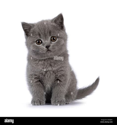 Cute grey British Shorthair cat kitten, sitting up facing front