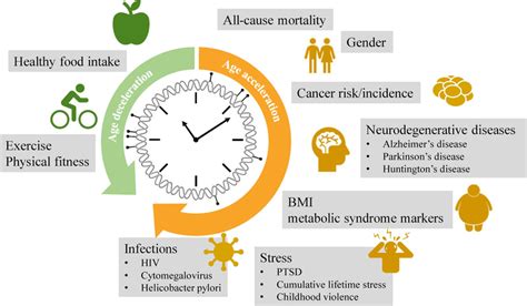 The Epigenetic Clock As A Biological Age Predictor Disease Risk And