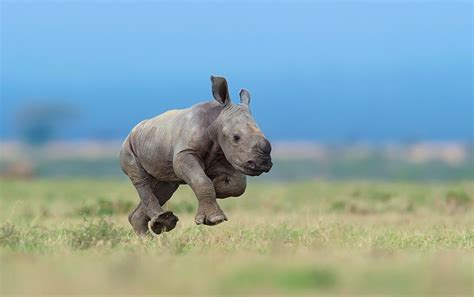 Wallpaper Rhino Cubs Running Animals