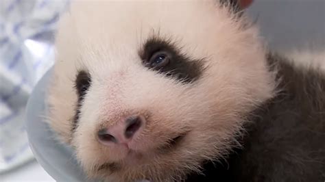 Belgian Zoo Debuts Rare Baby Panda Mental Floss