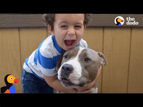 From 2004 to 2010 59 us children were killed by the family's, babysitter's, neighbor's or friend's pit bull. Pit Bull Dog is Boy's Best Friend & Nanny | The Dodo - YouTube