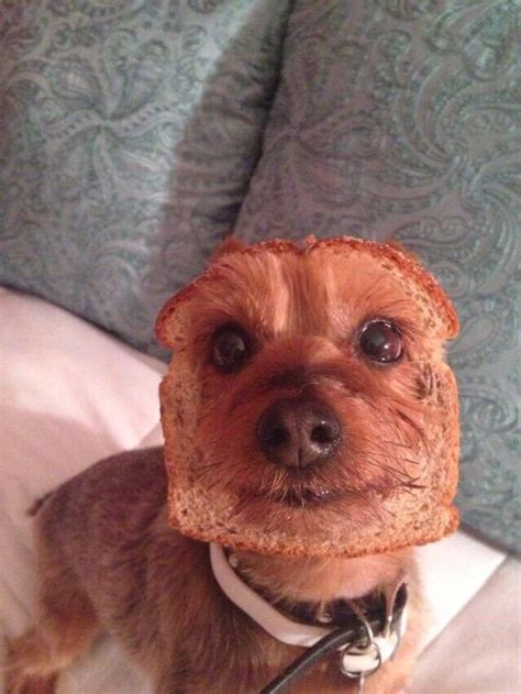 27 Hilarious Dog Pictures That Will Make You Laugh Every Single Time